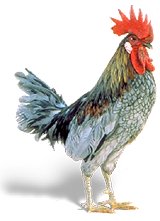 bluehen